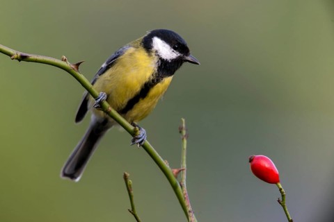Great tit, great tit, parus major, birds, tits, passeri, songbirds, songbirds, tits, birds