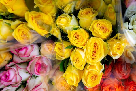 Roses, Bangkok, Thailand