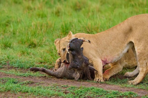 Lion holding prey in its mouth, close-up in wild terrain, warthog (Phacochoerus africanus), lion