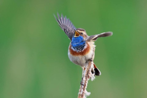 Bluethroat (Luscinia svecica cyanecula) male singing from cattail, Netherlands