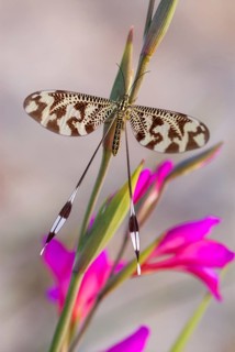 Below thread lacewing, threadlike, Nemoptera bipennis, southwestern European threadlike,