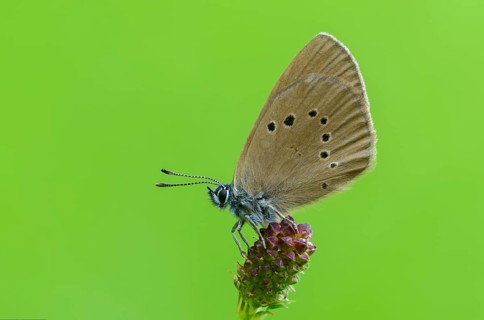 Ant blue, dark meadowbutton ant blue, dusky large blue, glaucopsyche nausithous, maculinea