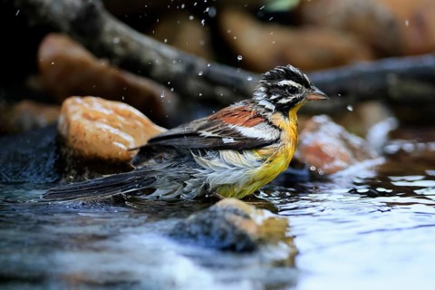 Yellow-bellied Bunting (Emberiza flaviventris), adult male, by the water, bathing, Kruger National