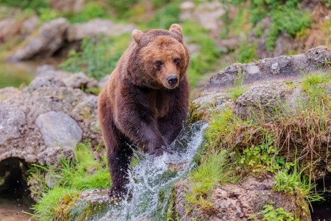 A female brown bear (Ursus arctos arctos) is walking through dense vegetation in hilly terrain,