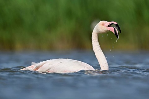 A greater flamingo (Phoenicopterus roseus) swimming in a pond, Camargue Regional Nature Park,