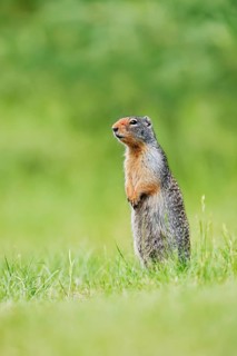 A Columbia ground squirrel (Urocitellus columbianus, Spermophilus columbianus) stands upright in a