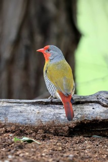 Colourful Astrild (Pytilia melba), adult male, alert, perched on a tree trunk, Kruger National