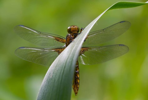 Broad-Bodied Chaser, Libellula Depressa, Flatbelly, Anisoptera, Dragonflies, Freshly Hatched,