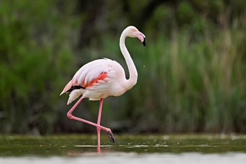 A greater flamingo (Phoenicopterus roseus), standing in the water, Camargue Regional Nature Park,