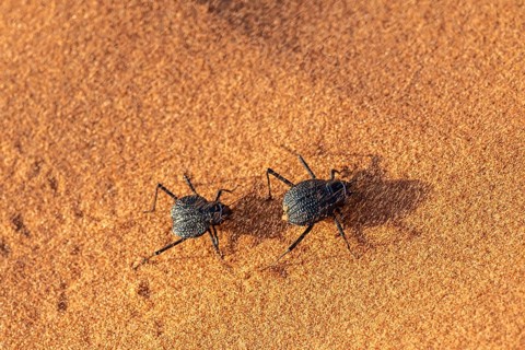 Two fog-drinking beetles (Onymacris unguicularis), with strong wind and sand, Toktokkie beetles, in