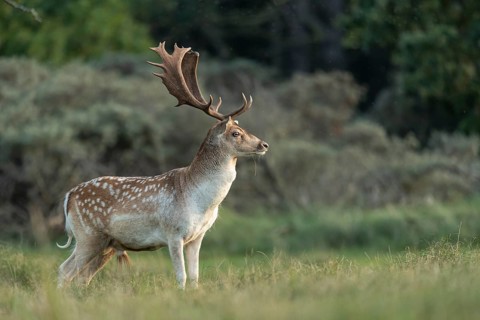 Fallow deer (dama dama), male, deer, Zandvoort, North Holland, Netherlands