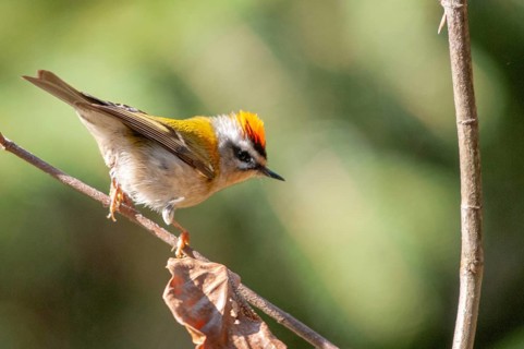 Common firecrest, golden chickens, regulus ignicapillus, golden chickens, birds, passeri,