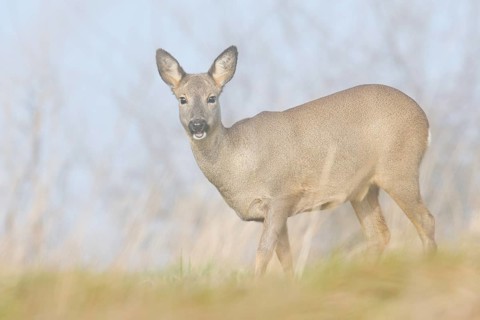European roe deer (Capreolus capreolus), a doe in the morning mist, winter, North Rhine-Westphalia,