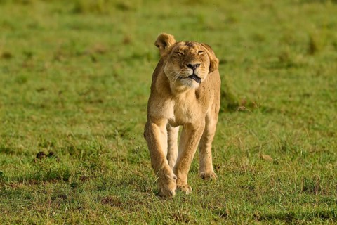 A lioness with her eyes closed, looking pensive, lion (Panthera leo), Masai Mara National Reserve,