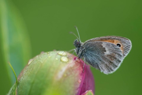 Coenonympha Pamphilus, common meadowbird, small heath, meadbird, butterfly, insects, butterfly,