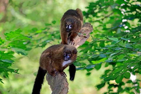 Red-bellied lemur (Eulemur rubriventer), adult, female, male, pair, on a tree trunk, alert,
