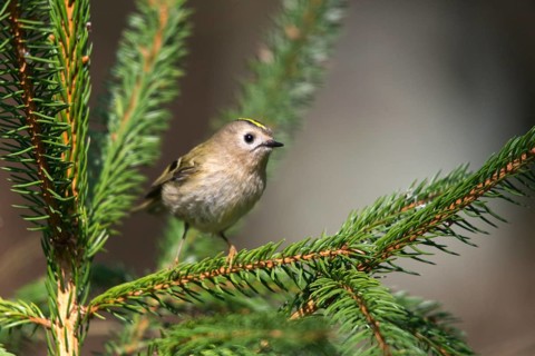 Goldcrest, golden chicken, Regulus regulus, winter golden chicken, birds, passeri, songbirds, birds