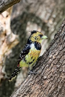 Crested Bart's Bird (Trachyphonus vaillantii), Black-backed Bart's Bird, adult, perched, tree,