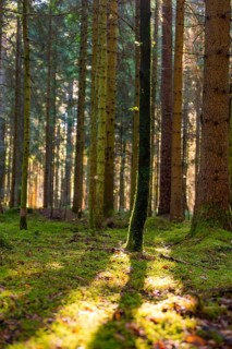 Camera angle showing trees and light play in the forest, Besenfeld, Black Forest, Germany