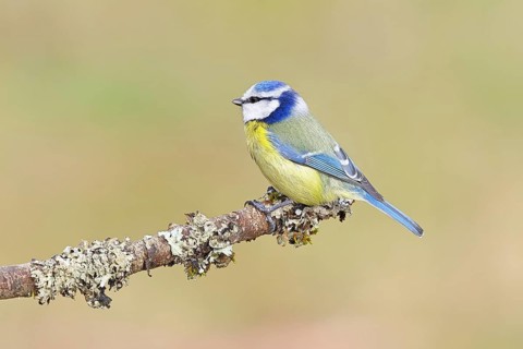 Blue Tit (Parus caeruleus), perched on a branch covered in lichen, Wilnsdorf, North
