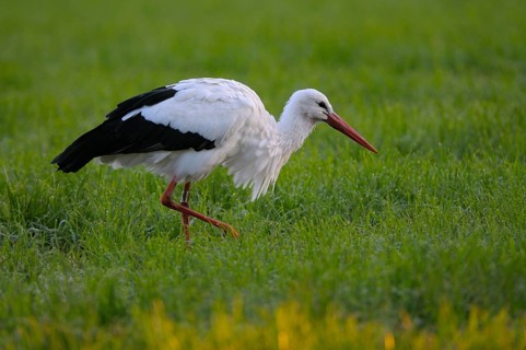 Weissstorch (Ciconia ciconia), White Stork, Altvogel bei der Nahrungssuche, Oktober, NSG Dingdener