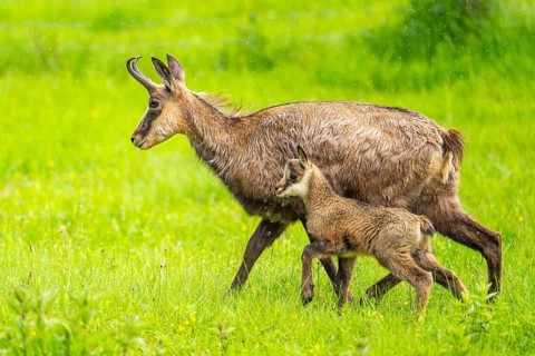 Chamois (Rupicapra rupicapra) Mother (doe) with her youngster (fawn) on a meadow, Austria