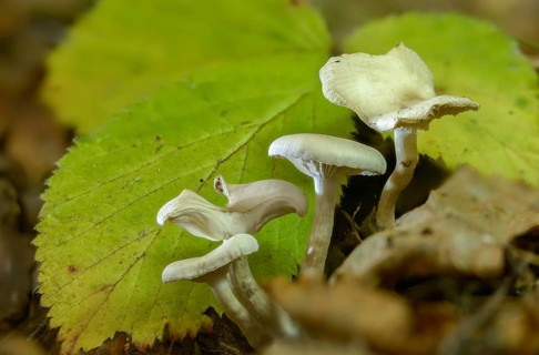 Bitter funnel, chicken run funnel, clitocybe fritilliformis, clitocybe gallinacea, clitocybe