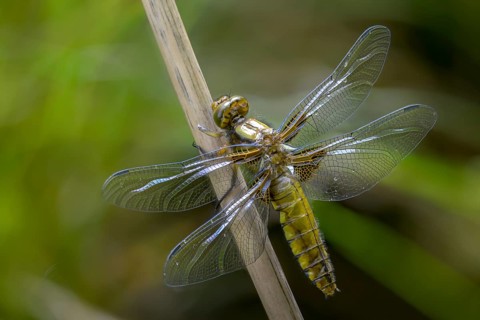 Broad-bodied chaser, libellula depressa, flatbelly, anisoptera, dragonflies, freshly hatched,