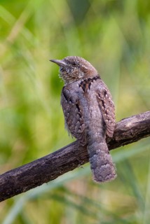 Jynx Torquilla, Wryneck, Birds, Bulgaria, high size, portrait format, male, piciforms, call,