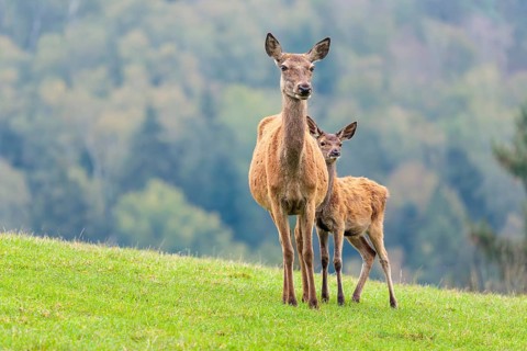 A female red deer (Cervus elaphus) and her calf are standing in a meadow in hilly terrain. A forest