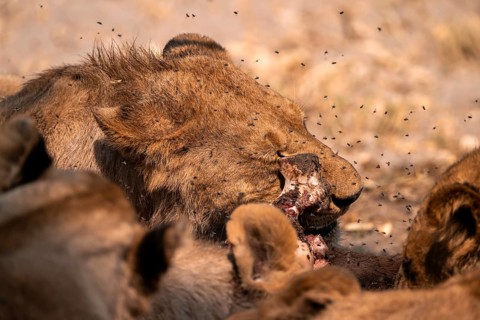 Lion pack with kill, lion (Panthera Leo) eats buffalo, savanna, Moremi Game Reserve, Botswana