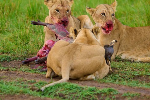 A pride of lions with blood-stained muzzles feeding on their kill in the savannah: warthog