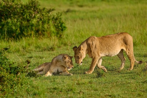 Two lionesses interact in the grasslands, one is lying relaxed on the ground. Lion (Panthera leo),