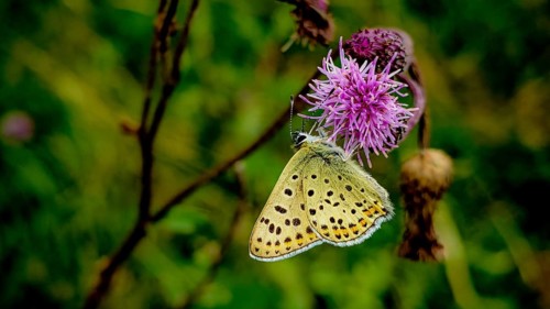 A speckled butterfly, the Sooty Copper (Lycaena tityrus), is perched on a purple flower against a