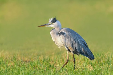 A grey heron (Ardea cinerea) standing in a meadow, wildlife, nature photography, heron, Hüde,