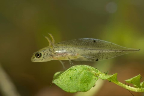 Great Crested Newt, Crested Newt, Northern Crested Newt, Triturus Cristatus, Amphibians,