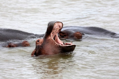 Hippopotamus (Hippopotamus amphibius), adult, in the water, yawning, menacing, portrait,