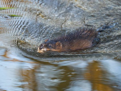 Musk Rat (Ondatra zibethicus), mature animal swimming down the river Erpe, Wolfhager land, North