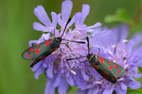 Carniolane burnet, eastern burnet moth, esparset ram, Carniola ram, zygaena carniolica, blood