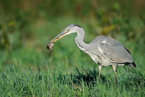 A grey heron (Ardea cinerea) stands in a meadow with a field mouse in its beak, North