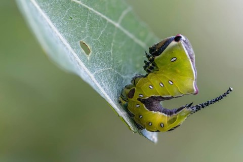 Cerura vinula, fork tail, large fork tail, notodontidae, puss moth, tooth spinner, inchworm,