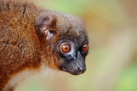 Red-bellied lemur (Eulemur rubriventer), female, portrait, in captivity, found in Madagascar