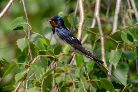 Hirundo rustica, barn swallow, birds, passeri, swallows, songbirds, birds