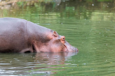 A full-grown hippopotamus (Hippopotamus amphibius) wades through shallow water. Democratic Republic