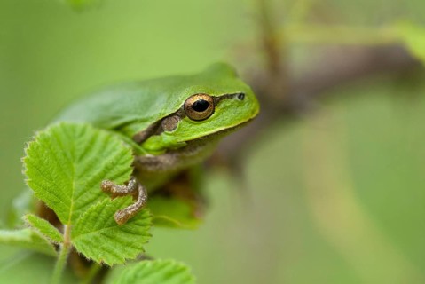 Eastern tree frog, hyla orientalis, tree frog, amphibians, amphibians, Bulgaria, frog, frog,