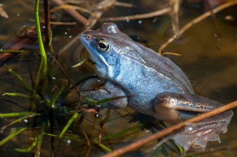 Moor frog, moor frog, rana arvalis, amphibians, amphibians, courtship behavior, courtship display,