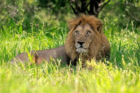 Lion (Panthera leo), adult, male, lying down, alert, portrait, grass, Kruger National Park, South