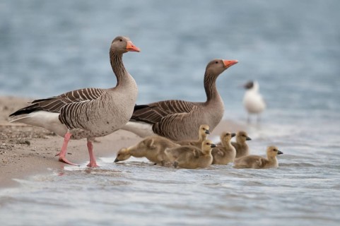 Anser Anser, Greylag or Graylag Goose, Grelag Goose, Anatidae, Birds, Duckbirds, Goose, Geese,