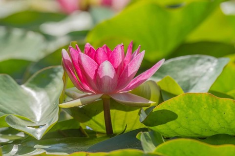 Pink lotus flowers lie on the surface of the pond. Lily pads surround the flowers. The water is
