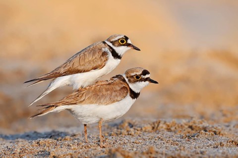 Little Ringed Plover (Charadrius dubius, Thinornis dubius), a pair copulating, North